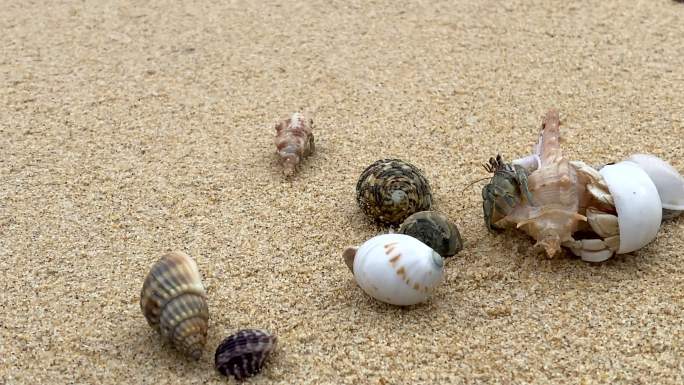 爪子凸起的螃蟹在沙滩上行走