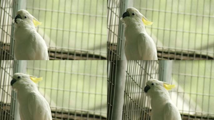 四川省成都市动物园中的葵花凤头鹦鹉