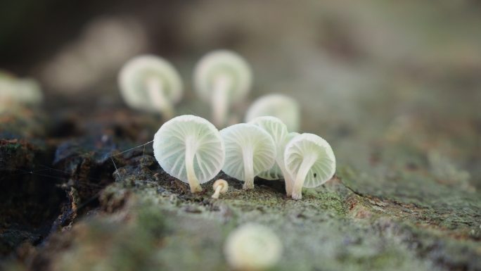 原木上的蘑菇孢子微生物野生菌落