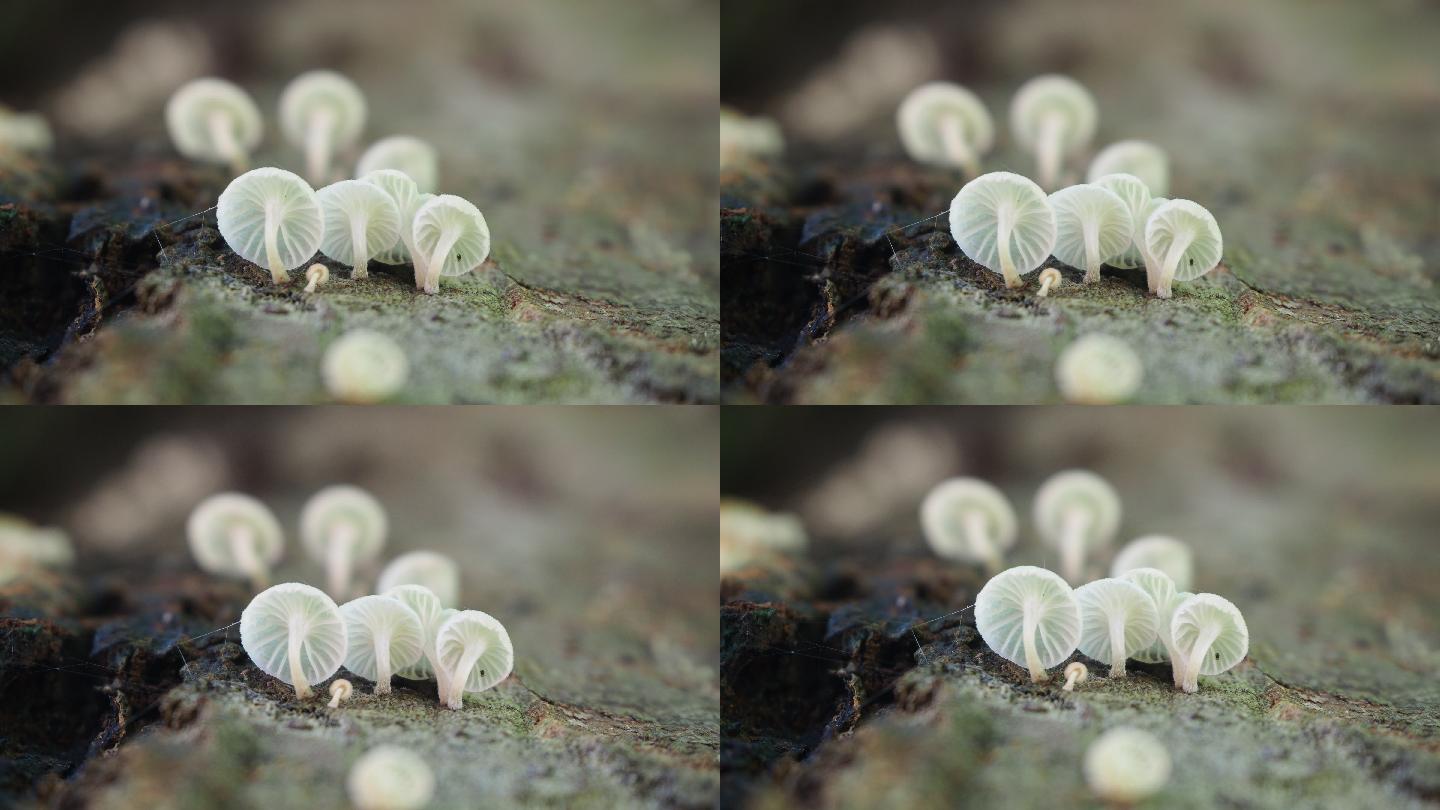 原木上的蘑菇孢子微生物野生菌落