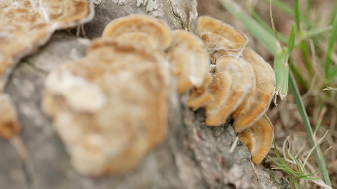 原木上的蘑菇，野生