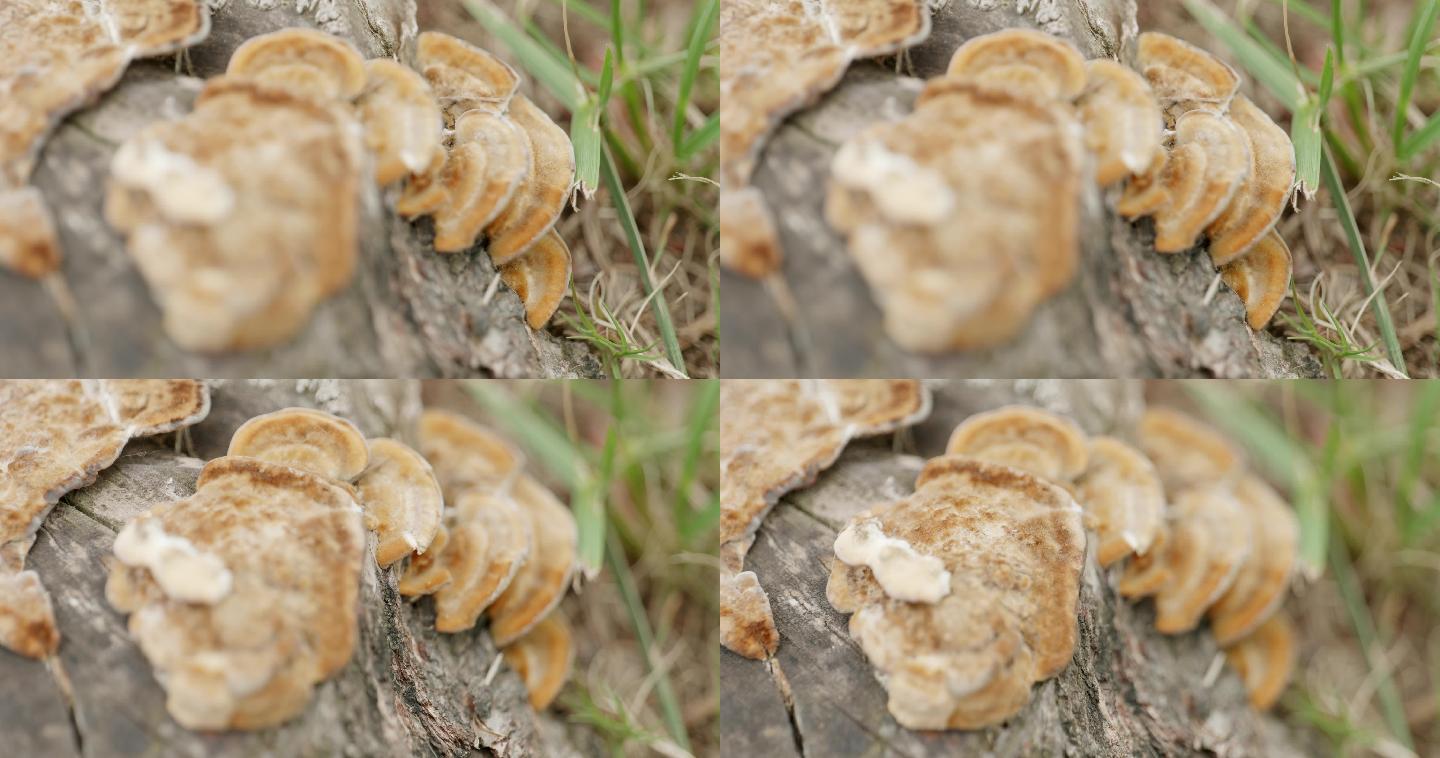 原木上的蘑菇，野生