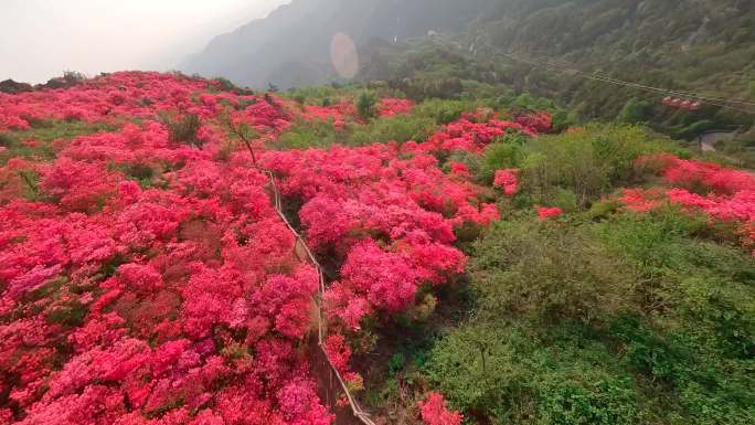 武汉云雾山杜鹃花花海花山映山红穿越机航拍