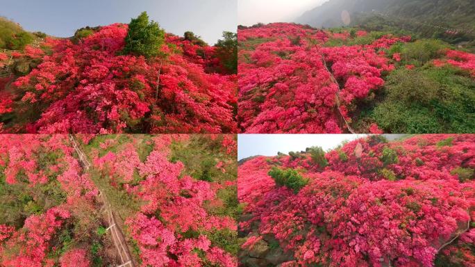 武汉云雾山杜鹃花花海花山映山红穿越机航拍