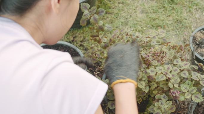 年轻女子在花园里照料植物和花卉