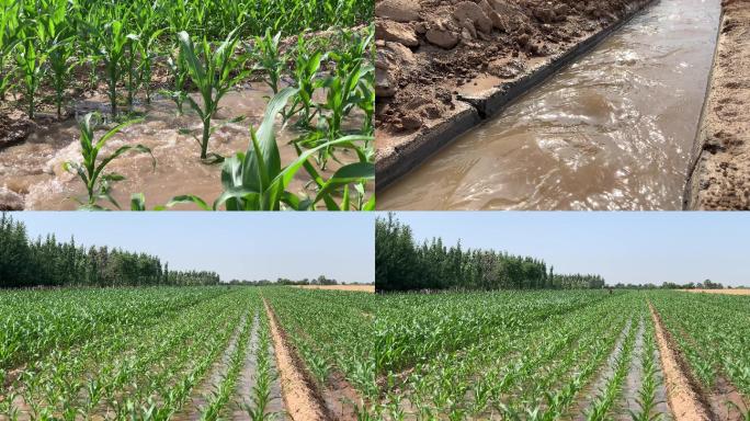 农民地里浇地乡村振兴脱贫攻坚黄河灌溉工程