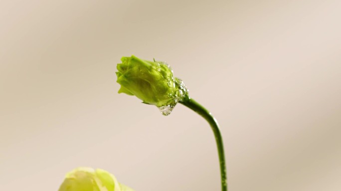 高清升格实拍花朵上的露珠缓缓滴下