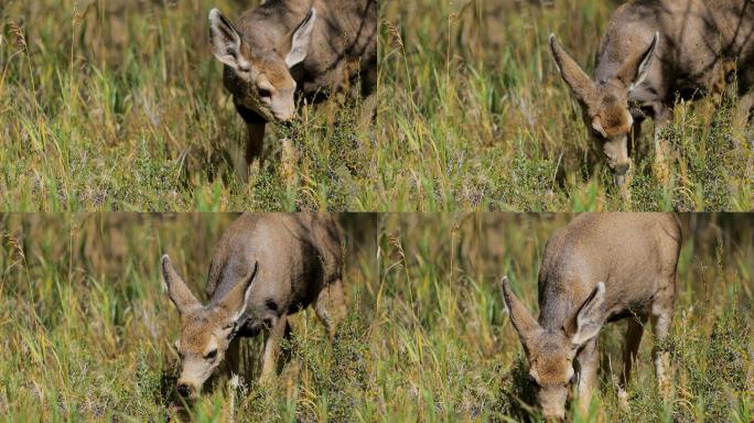 骡鹿：科罗拉多州小鹿草原吃草