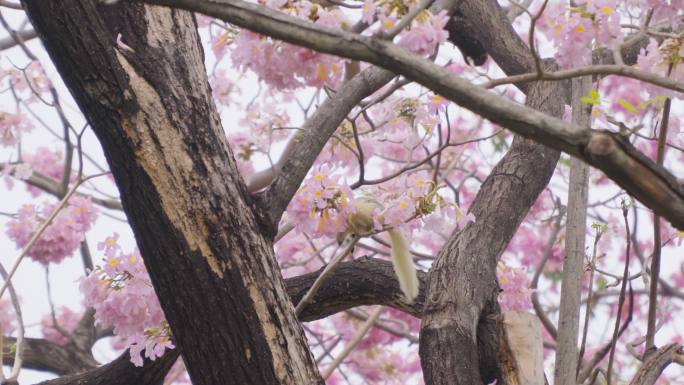 松鼠爬上粉红色的喇叭树在大自然中寻找食物。野生，冬天开着美丽的粉红色花朵。