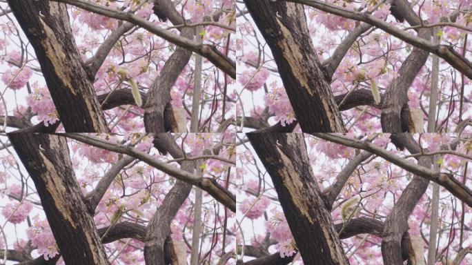 松鼠爬上粉红色的喇叭树在大自然中寻找食物。野生，冬天开着美丽的粉红色花朵。