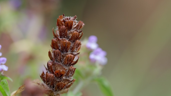 野生中药材硬毛夏枯草