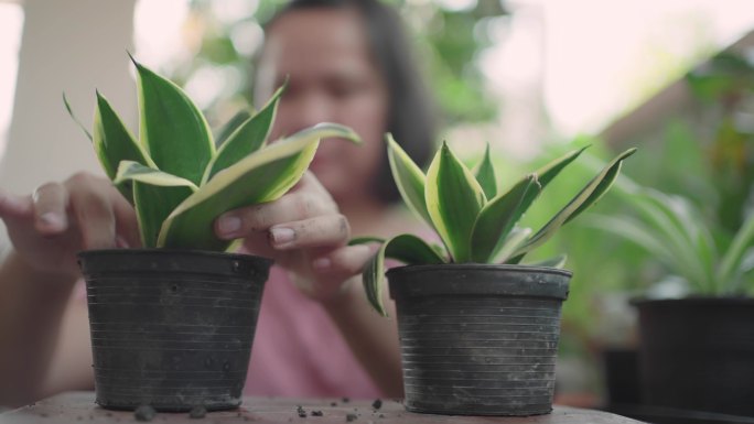 女性移植植物植物