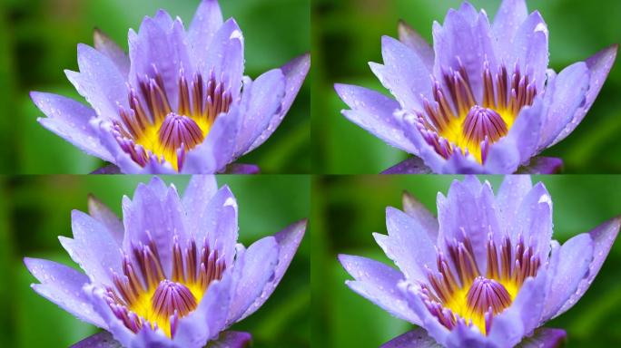 美丽 唯美 紫色 莲花池 荡漾
