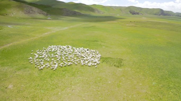 草原羊群奔跑航拍