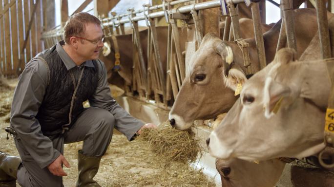 男性农场主在牲口棚用手喂养奶牛并观察它们
