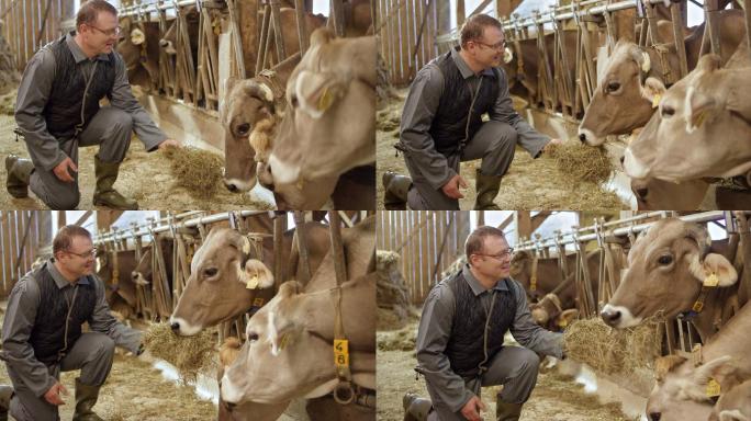 男性农场主在牲口棚用手喂养奶牛并观察它们