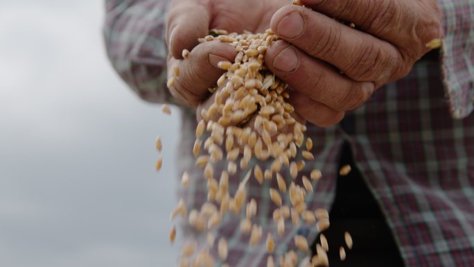 一个农民的手紧握着农田里的一把小麦