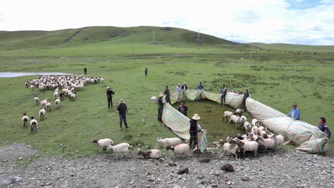 青海祁连草原上圈羊的牧民