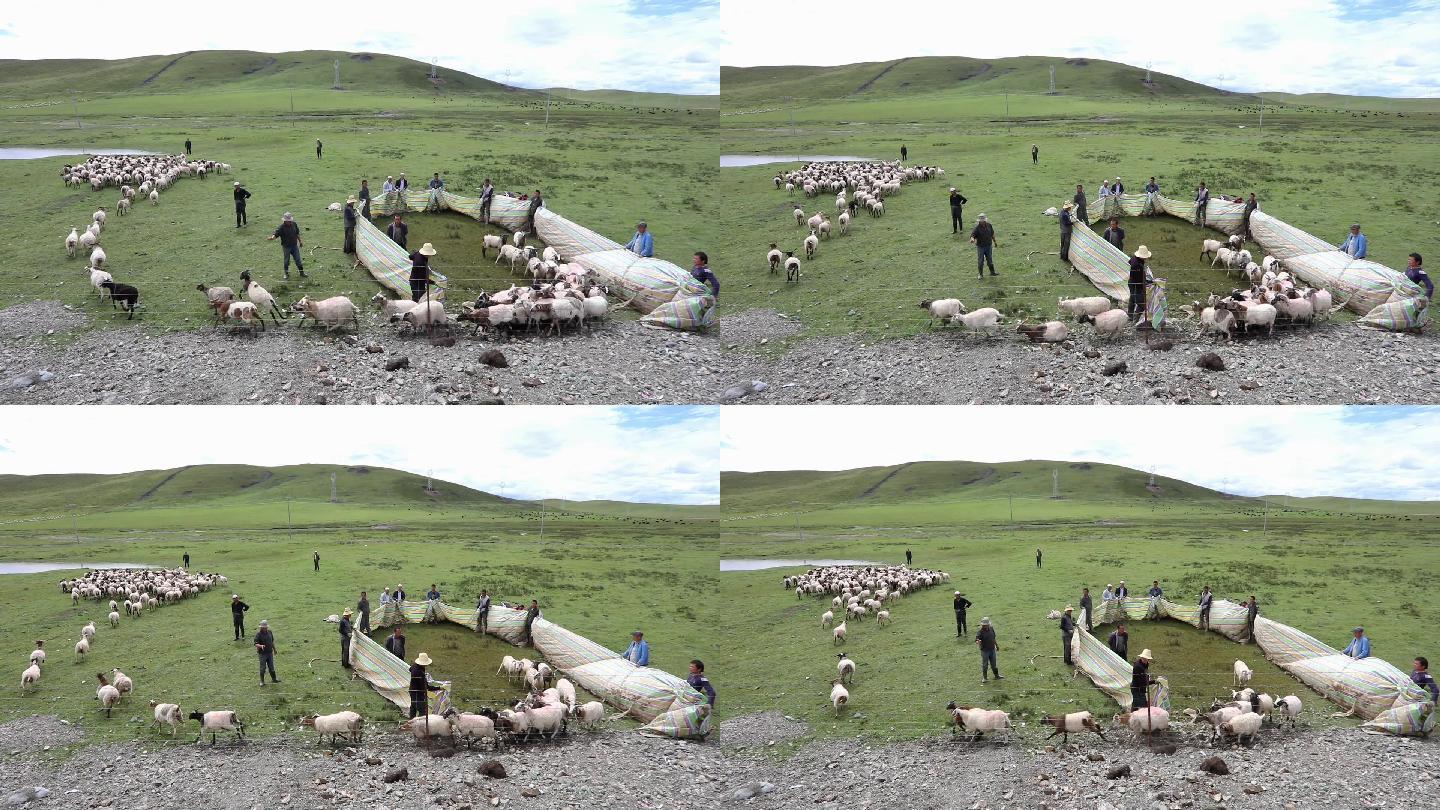 青海祁连草原上圈羊的牧民