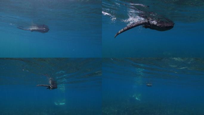 加拉帕戈斯海鬣蜥在海面上游泳