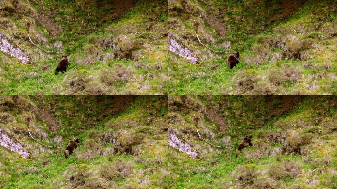 一只小熊在山中觅食的详细照片
