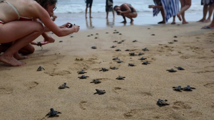 斯里兰卡美蕊沙海滩小海龟回归大海
