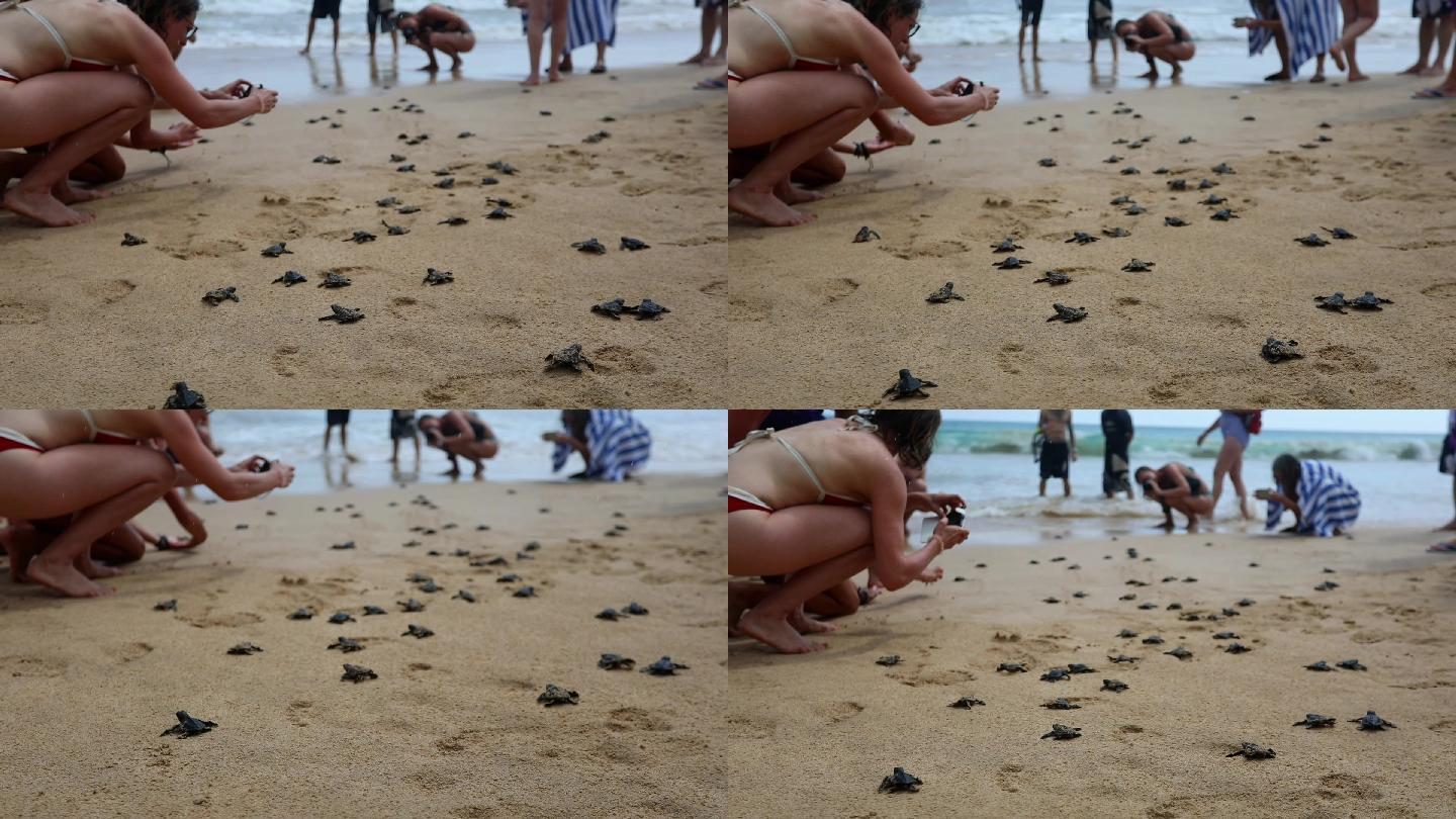 斯里兰卡美蕊沙海滩小海龟回归大海