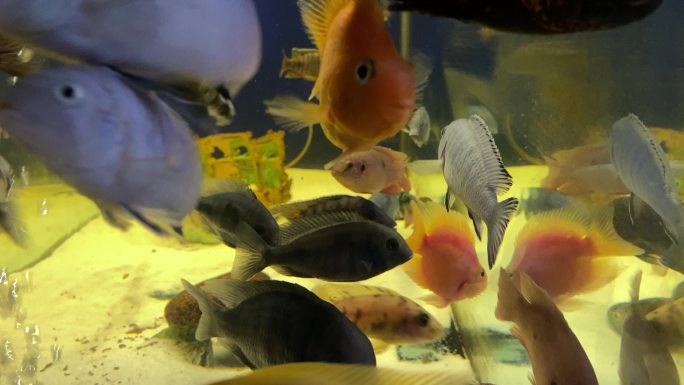 水族馆中的异国鱼类视频