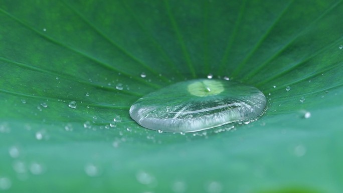 荷叶里的水珠