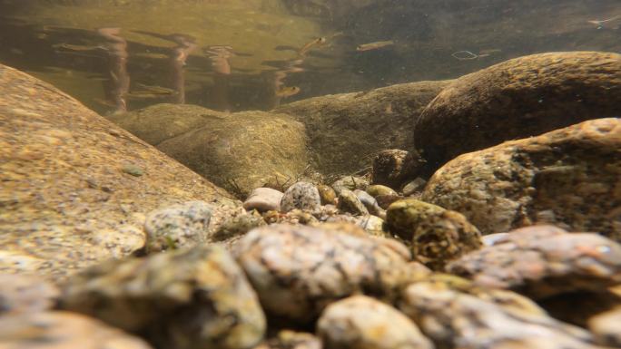 水河岩石自然海底鱼儿小鱼水中生物