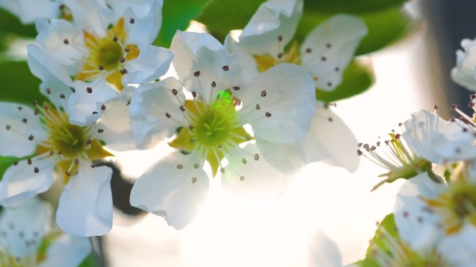 日落时开花逆光光斑唯美