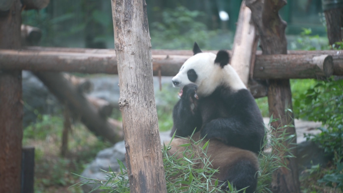 动物园 国宝 大象 熊猫