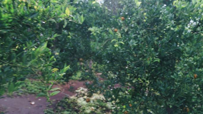 泰国橘子农场橘子树园。