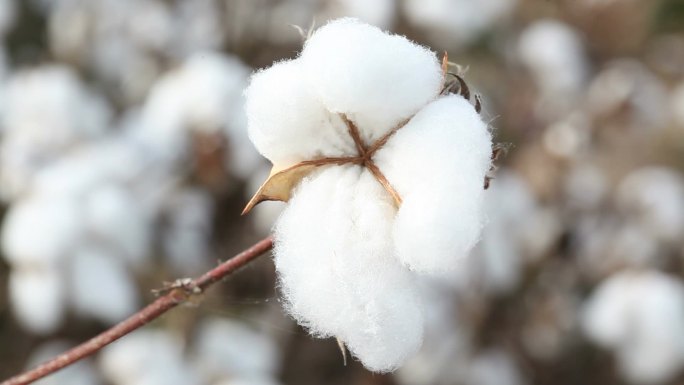 棉花种植场新疆摘棉花白色花朵