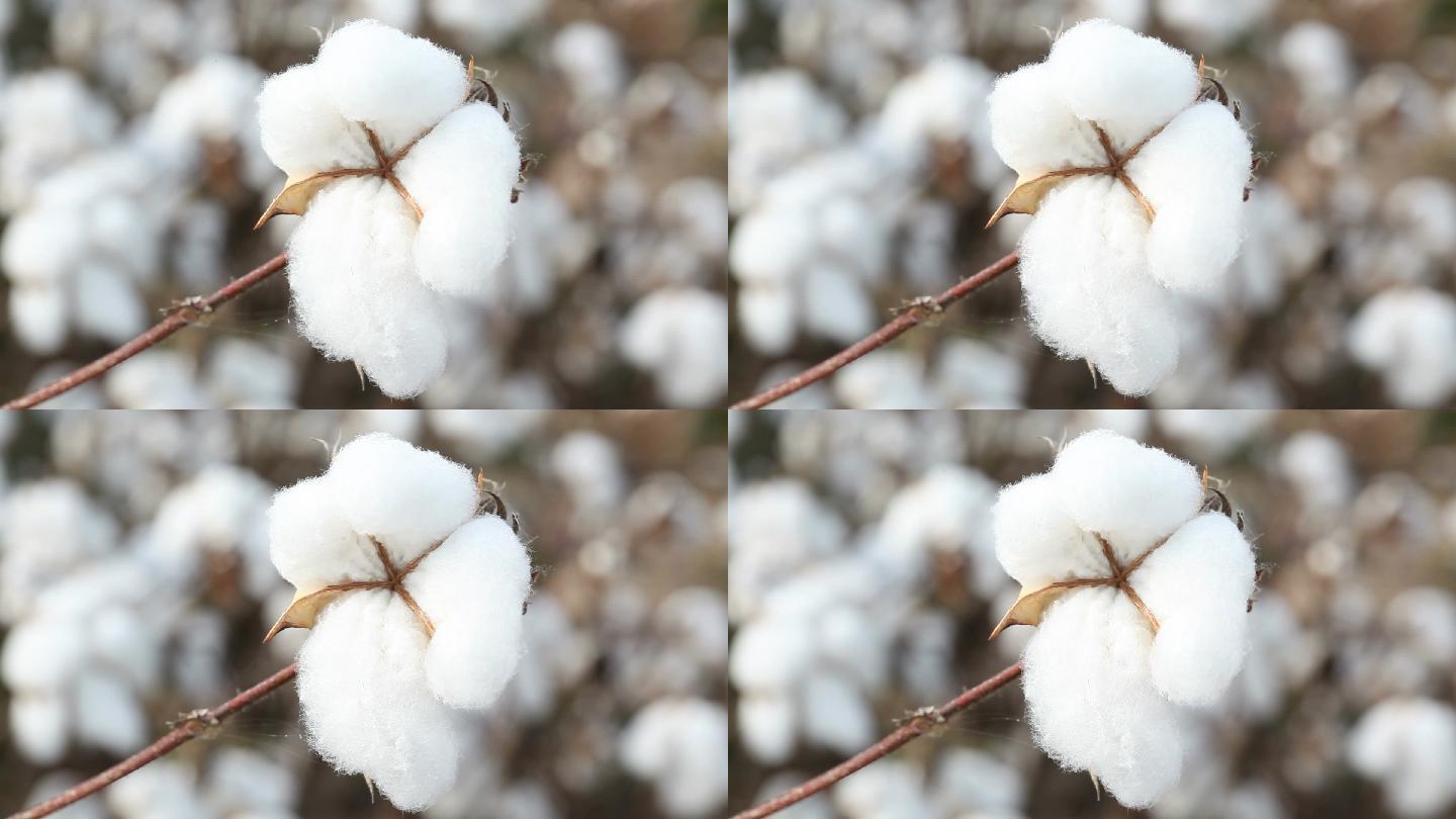 棉花种植场新疆摘棉花白色花朵