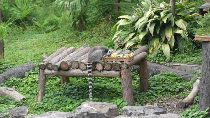 长尾猴 动物园 动物