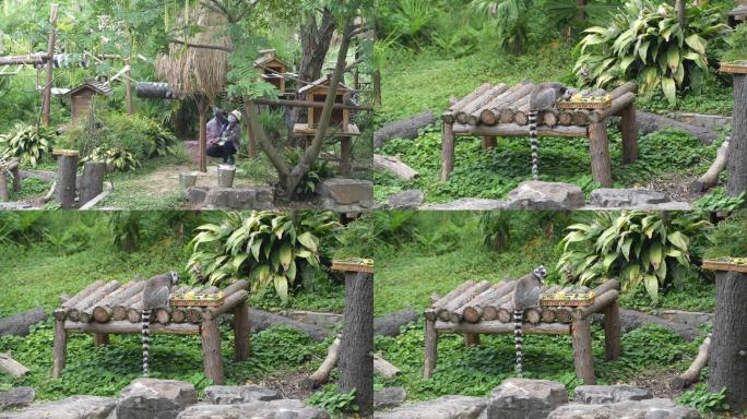 长尾猴 动物园 动物