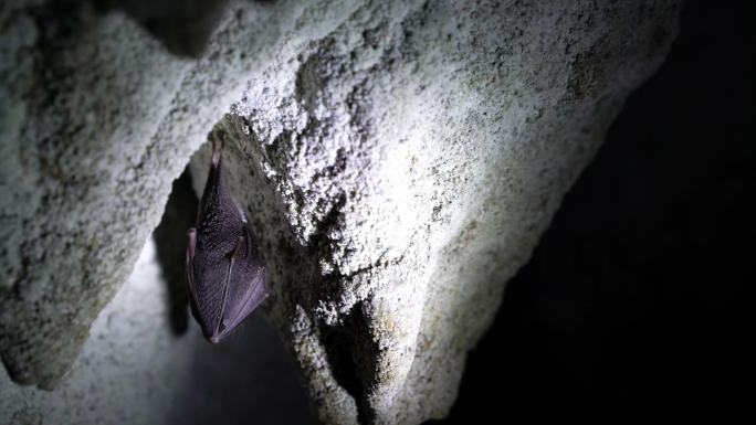 蝙蝠挂在山洞里吸食拍动动物世界捕食觅食