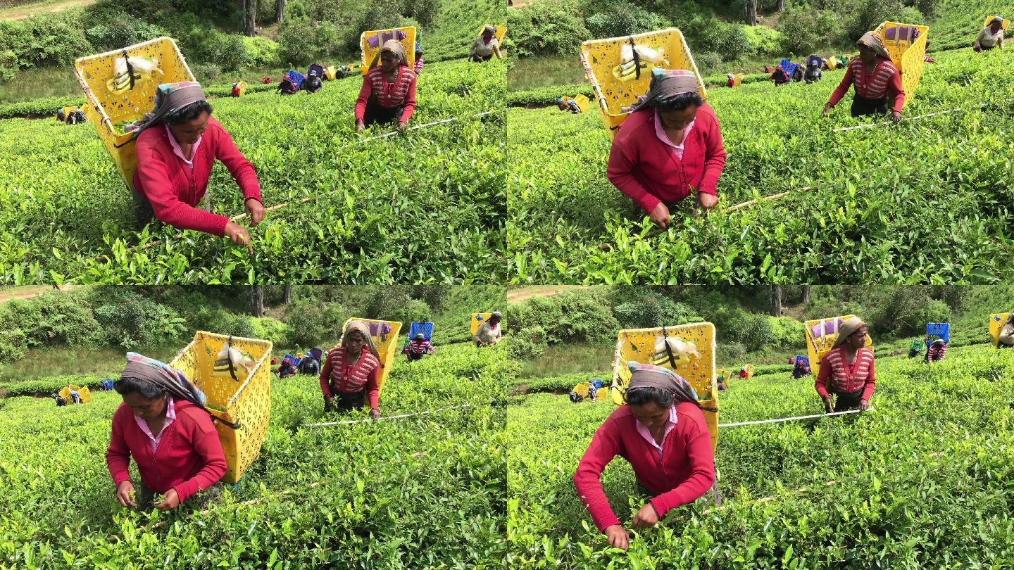 斯里兰卡妇女采茶精华原生态剪辑素材