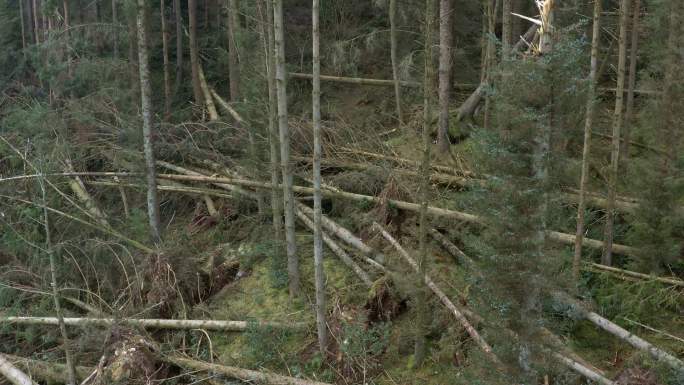 风暴后森林破坏的无人机视图