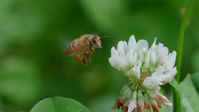 蜜蜂采蜜野花三叶草花白车轴草