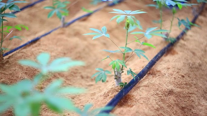 滴灌系统木瓜树水果树水肥一体小树苗