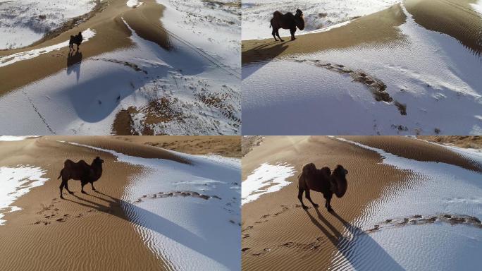 雪后沙漠骆驼