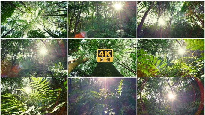 4k阳光森林夏天树林山林原始森林
