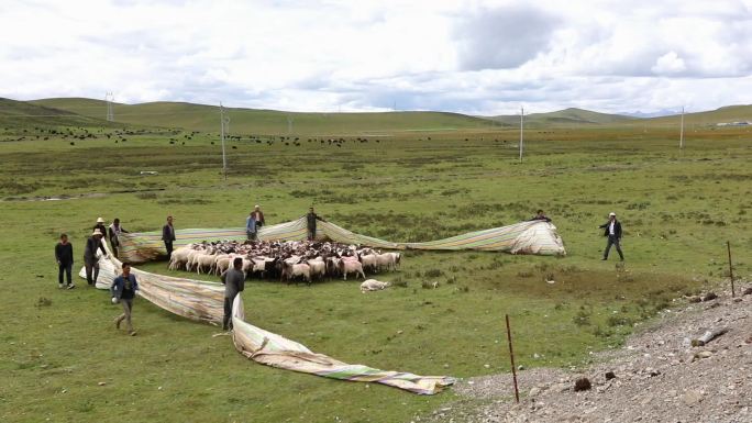 青海祁连大草原上放羊的牧民