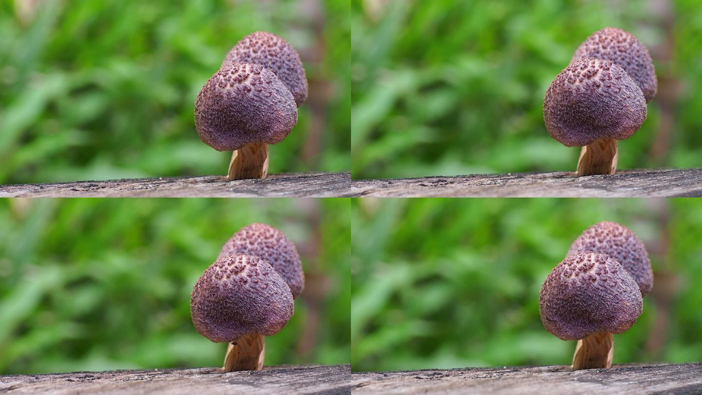 原木上的蘑菇有机绿色生态无公害自然展示种