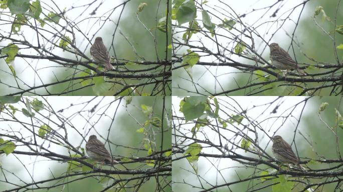 白俄罗斯春天的树琵琶鸣鸟