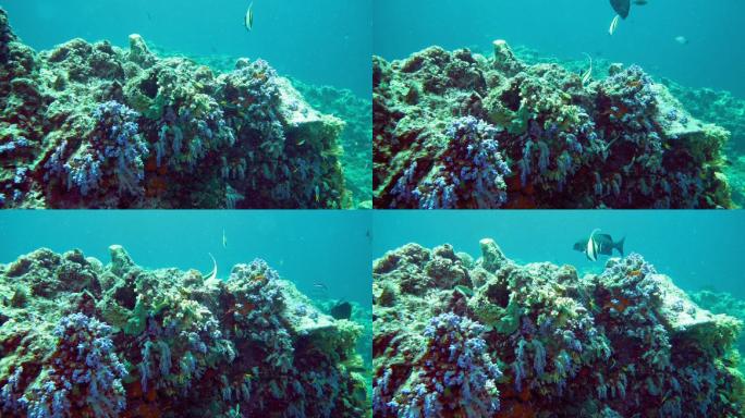 珊瑚礁上的炼金术珊瑚（dendronephya hemprichi）的水下镜头