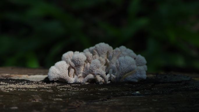 原木上的蘑菇菌野生菌野生蘑菇