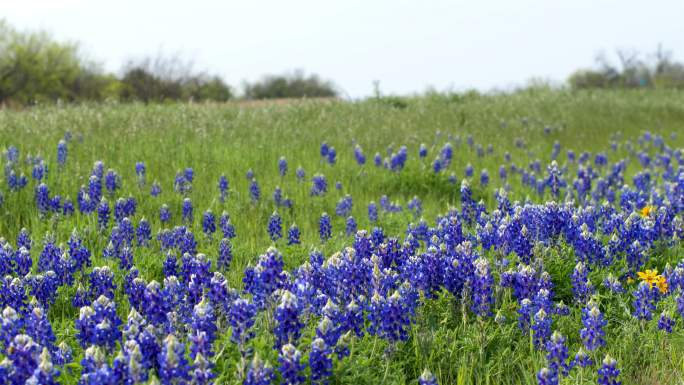 德克萨斯州奥斯汀的蓝帽